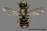 ǦW:Ceratina sp.