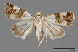 ǦW:Maliattha signifera