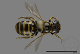 ǦW:Ceratina sp.