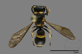 ǦW:Stenodynerus chinensis