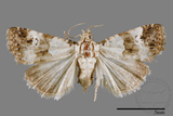 ǦW:Maliattha signifera