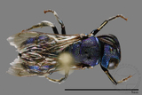 ǦW:Ceratina sp.