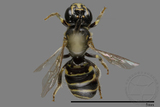 ǦW:Ceratina sp.