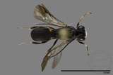 ǦW:Braconidae sp.