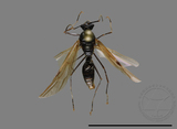 ǦW:Formicidae sp.