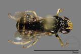 ǦW:Ceratina sp.