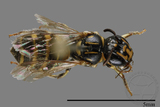 ǦW:Ceratina sp.