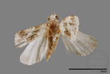 ǦW:Maliattha signifera