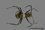 ǦW:Formicidae sp.