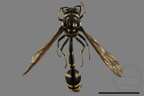 ǦW:Phimenes flavopictus formosanus