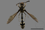 ǦW:Phimenes flavopictus formosanus