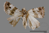 ǦW:Maliattha signifera