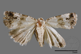 ǦW:Maliattha signifera