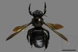 ǦW:Xylocopa tranquebarorum