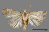 ǦW:Maliattha signifera