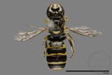 ǦW:Ceratina sp.