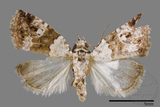 ǦW:Maliattha signifera