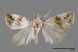 ǦW:Maliattha signifera