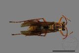 ǦW:Polistes formosanus