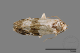 ǦW:Maliattha signifera