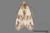 ǦW:Maliattha signifera