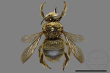 ǦW:Xylocopa collaris sauteri