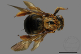 ǦW:Xylocopa ruficeps