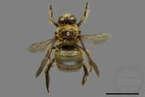 ǦW:Xylocopa collaris sauteri