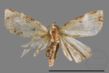 ǦW:Maliattha separata