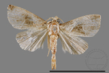 ǦW:Maliattha separata