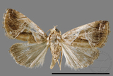 ǦW:Maliattha separata