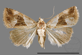 ǦW:Maliattha separata