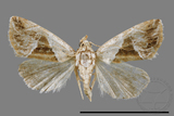 ǦW:Maliattha separata