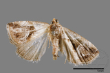 ǦW:Maliattha separata