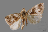 ǦW:Maliattha separata