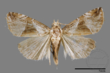 ǦW:Maliattha separata