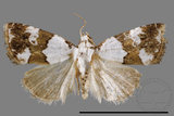 ǦW:Maliattha picatina