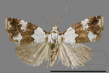 ǦW:Maliattha picatina