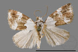 ǦW:Maliattha picatina