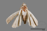 ǦW:Maliattha picatina