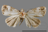 ǦW:Maliattha picatina