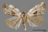 ǦW:Neustrotia noloides