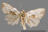 ǦW:Neustrotia noloides