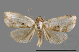 ǦW:Neustrotia noloides