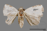 ǦW:Neustrotia noloides