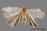 ǦW:Neustrotia noloides