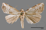 ǦW:Neustrotia noloides