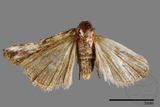 ǦW:Neustrotia noloides