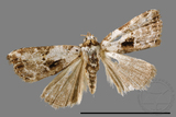 ǦW:Neustrotia noloides