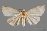 ǦW:Neustrotia noloides